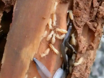 寻甸白蚁防治公司分享出租房防虫管理指南，助力房东稳定房源品质